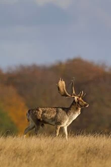 Images Dated 26th October 2012: Fallow Deer stag in rut in autumn
