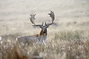 Fallow Deer - stag at sunrise - Petworth Park UK 007910