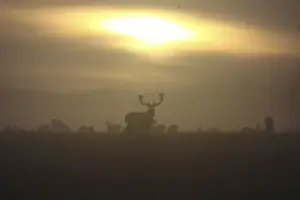 Denmark Prints: Fallow Deer - at sunrise - Denmark