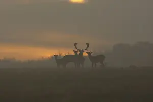Fallow Deer - at sunrise - Denmark