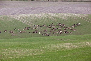 Fallow Deer- in wheat field showing crop damage