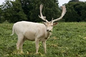 Images Dated 5th August 2011: Fallow Deer - white male in velvet - grazing on bracken - UK