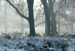 Images Dated 10th January 2006: Fallow Deer - in winter