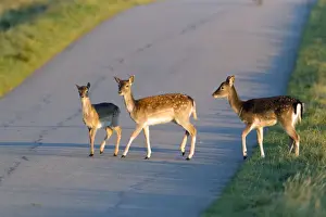 Deers Prints: Fallow Deer - three young animals crossing road - Seeland - Denmark
