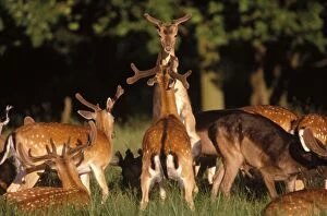 Images Dated 10th January 2006: Fallow Deer - young males in combat