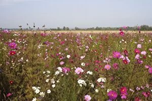 Images Dated 17th October 2005: Fallow Land - wild flowers including Cosmos and cornflowers Instigated by the co-operation of