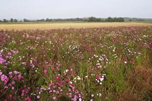 Fallow Land - wild flowers including Cosmos and cornflowers