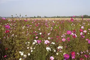 Cosmos Prints: Fallow Land - wild flowers including Cosmos and cornflowers Instigated by the co-operation of hunters