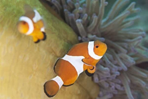 Anemone Gallery: False Clown Anemonefish - in Magnificent Sea Anemone