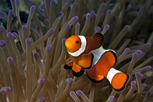 Images Dated 16th June 2007: False Clown Anemonefish - Malaysia
