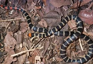 Images Dated 29th April 2005: False Coral Snake - mimic of Coral Snake