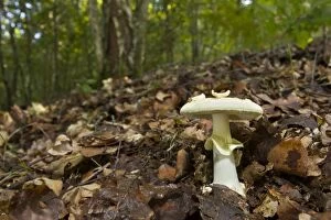 False Death-Cap mushroom in forest