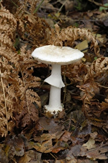 False Death Cap - Nap Wood Nature Reserve, East Sussex (NT) Habitat in deciduous or coniferous woods False Death Cap - Nap Wood Nature Reserve, East Sussex (NT) Habitat in deciduous or coniferous woods