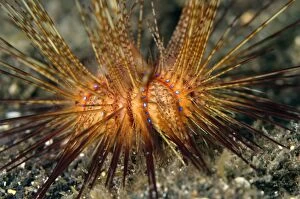Images Dated 5th November 2004: False Fire Urchin on black sand