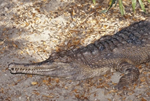 Images Dated 16th August 2005: False Gavial / Gharial Malaysia, Borneo & Thailand