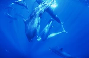 Images Dated 14th August 2009: False Killer Whales - sharing tuna prey