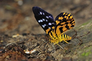 Images Dated 10th December 2008: False Tiger Moth - day flying moth - Gunung Leuser National Park - Northern Sumatra - Indonesia