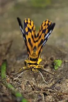 False Tiger Moth - day flying moth - Gunung Leuser National Park - Northern Sumatra - Indonesia