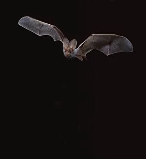 Halloween Collection: False Vampire / Ghost Bat - In flight at night northern Australia BIR00274