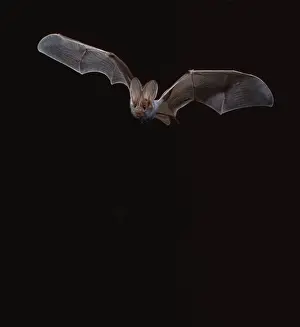 False Vampire / Ghost Bat - In flight at night northern Australia BIR00274