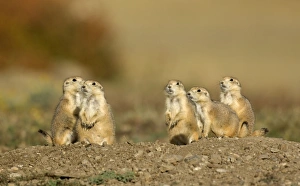 Images Dated 26th September 2007: Family of Black-tailed Praire Dogs - At entrance to their burrow