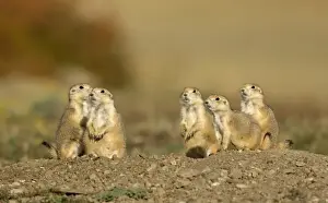Family of Black-tailed Praire Dogs At entrance to their burrow Montana. USA