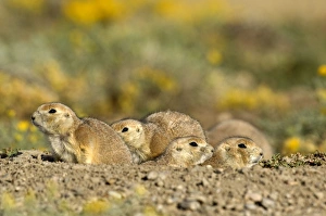 Images Dated 26th September 2007: Family of Black-tailed Praire Dogs - Looking out of burrow