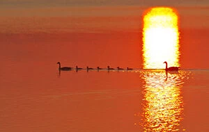 Family of Canada geese silhouetted by rising