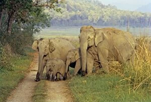 Family of Indian / Asian Elephants on the jungle track