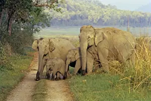 Tracks Prints: Family of Indian / Asian Elephants on the jungle track, Corbett National Park, India
