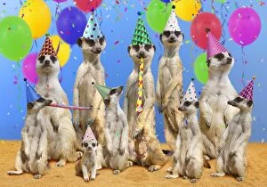 Family of Meerkats having a birthday party with hats & balloons