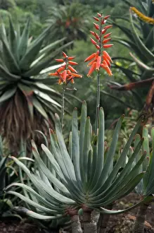 Aloe Prints: Fan Aloe - Botanical Gardens, Las Palmas, Gran Canaria. February. Succulent evergreen