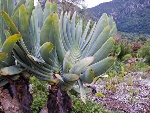 Aloe Gallery: Fan Aloe. Kirstenbosch National Botanical Garden