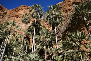 Fan Palm Endemic to the Bungle Bungles area. Kimberley, Western Australia