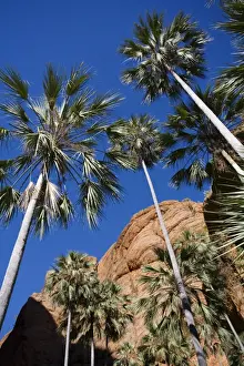 Fan Palm Endemic to the Bungle Bungles area. Kimberley, Western Australia
