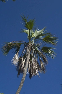 Images Dated 21st June 2004: Fan Palm Endemic to the Kimberley Region of northern Western Australia