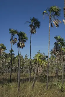 Fan Palm Endemic to the Kimberley Region of northern Western Australia. Stands of these unique palms are found on the Mitchell Plateau