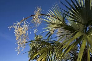 Images Dated 30th December 2006: Fan Palm flower This species is endemic to the Mitchell Plateau of the Kimberley region of Western