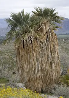 Xerophytic Prints: Fan Palms - in the Sonoran desert. Anzo-Barrego