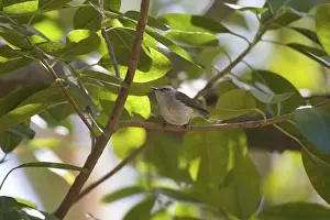 Gerygone Prints: Fan-tailed Gerygone Endemic to Rennell in the Solomon Islands