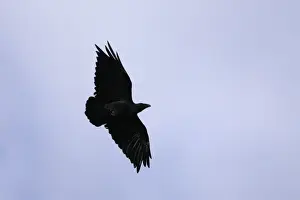 Raven Prints: Fan-tailed Raven - Arsi Region - Ethiopia