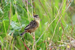 Fan-tailed Warbler - with food in beak, Alentejo, Portugal
