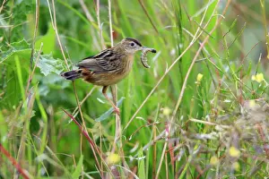 Fan-tailed Warbler - with food in beak, Alentejo, Portugal