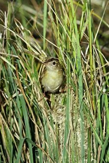 Images Dated 8th November 2010: Fan-tailed / Zitting Cisticola / Fan-tailed Warbler