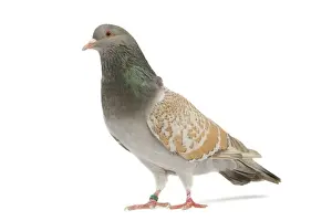Fancy Pigeon breed - Cauchoi - in studio Cauchois maille yellow