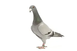 Pigeons Prints: Fancy Pigeon breed - German Beauty Homer - in studio