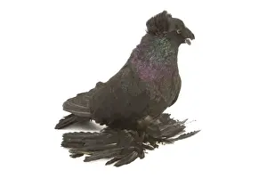 Pigeons Prints: Fancy Pigeon Breed - German Trumpeter in studio