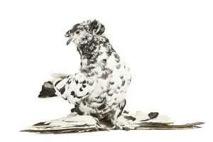 Fancy Pigeon Breed - German Trumpeter in studio