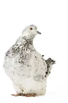 Pigeons Prints: Fancy Pigeon Breed Grisson argente