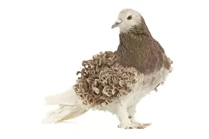 Pigeons Prints: Fancy Pigeon Breed - Hungarian Frillback (Frise hongrois) in studio